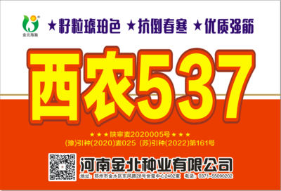 西农537